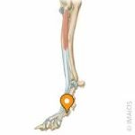 Accessory Carpal Bone Dog: Understanding Canine Anatomy