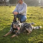 Acd Dog Training: Unlock Your Pup’s Full Potential