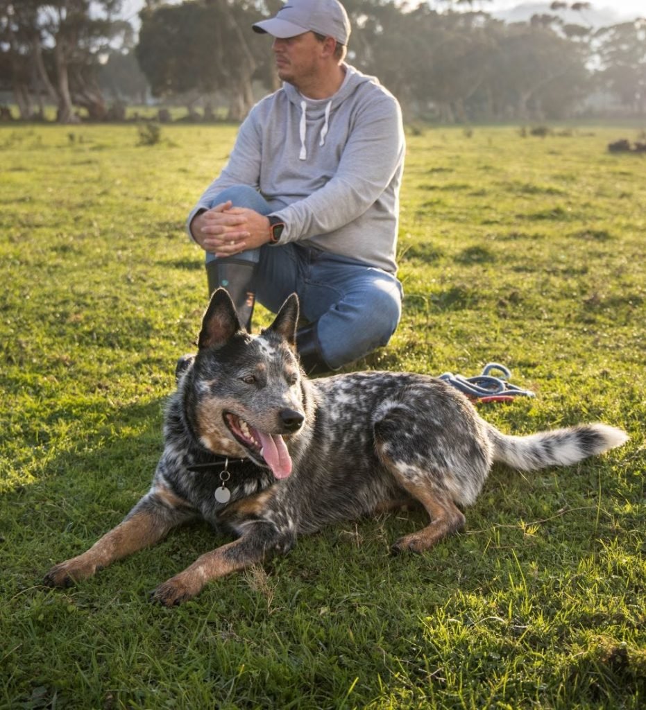 Acd Dog Training: Unlock Your Pup’s Full Potential