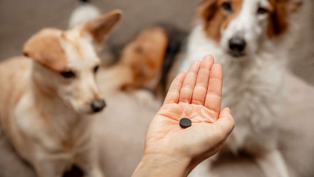 Activated Charcoal Dog Side Effects: Essential Insights