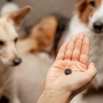 Activated Charcoal Side Effects in Dogs: Safe Use & Vet Tips for 2025