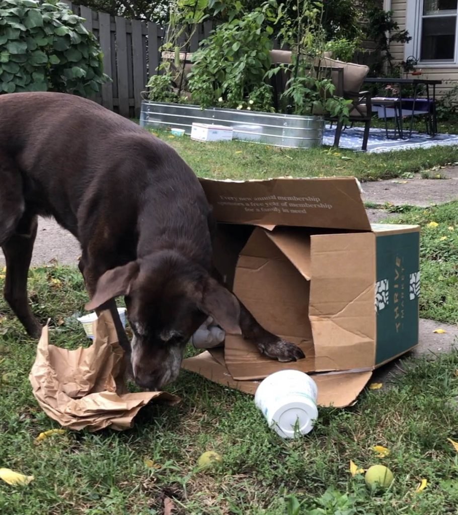 Activities for Bored Dogs: Fun Ways to Keep Them Busy