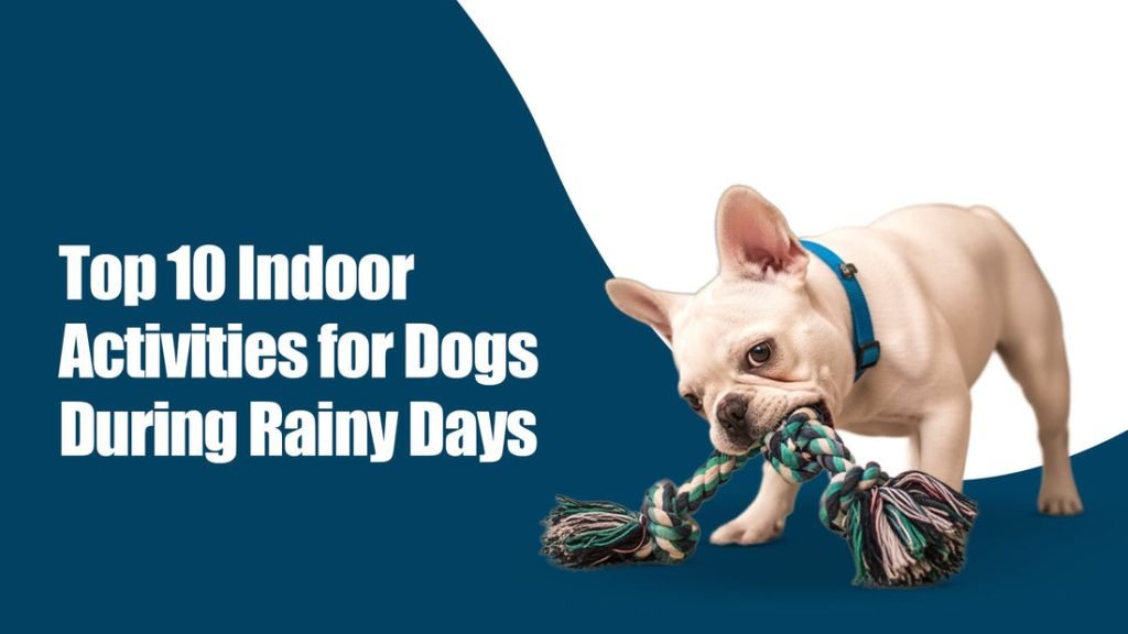 Activities for Dogs on Rainy Days: Fun Indoor Adventures
