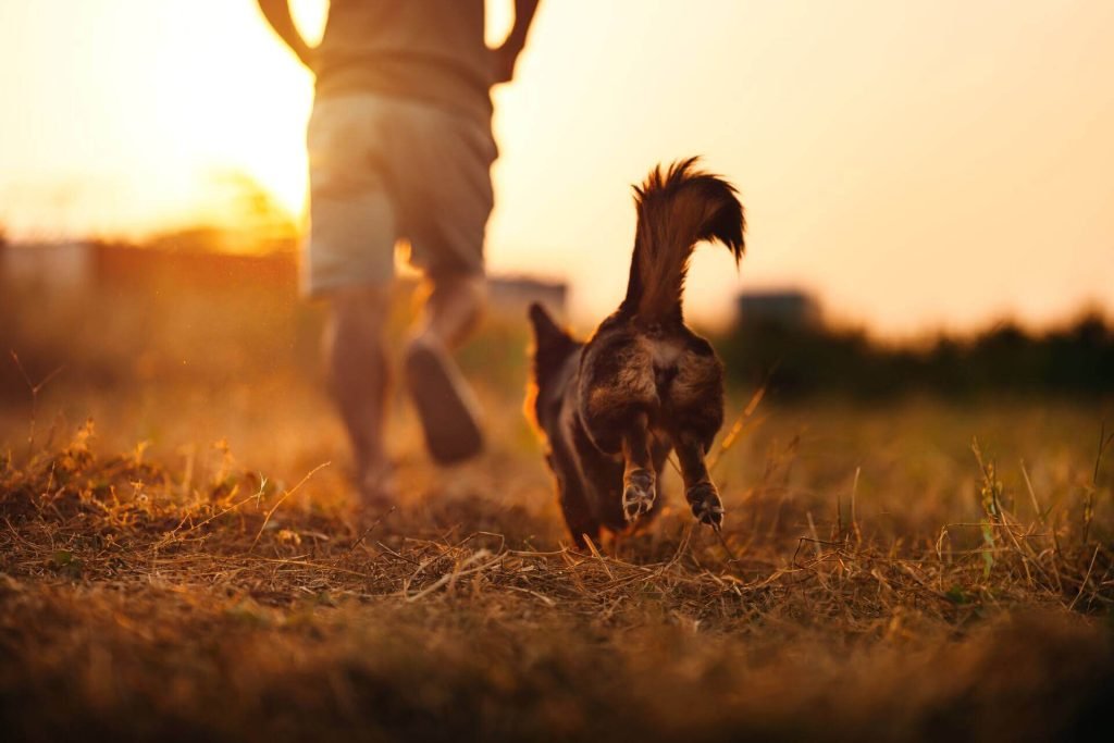 Activities for Dogs With High Prey Drive: Engage & Thrill