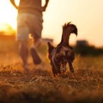 Activities for Dogs With High Prey Drive: Engage & Thrill