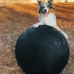 Activities for Herding Dogs: Engage and Energize
