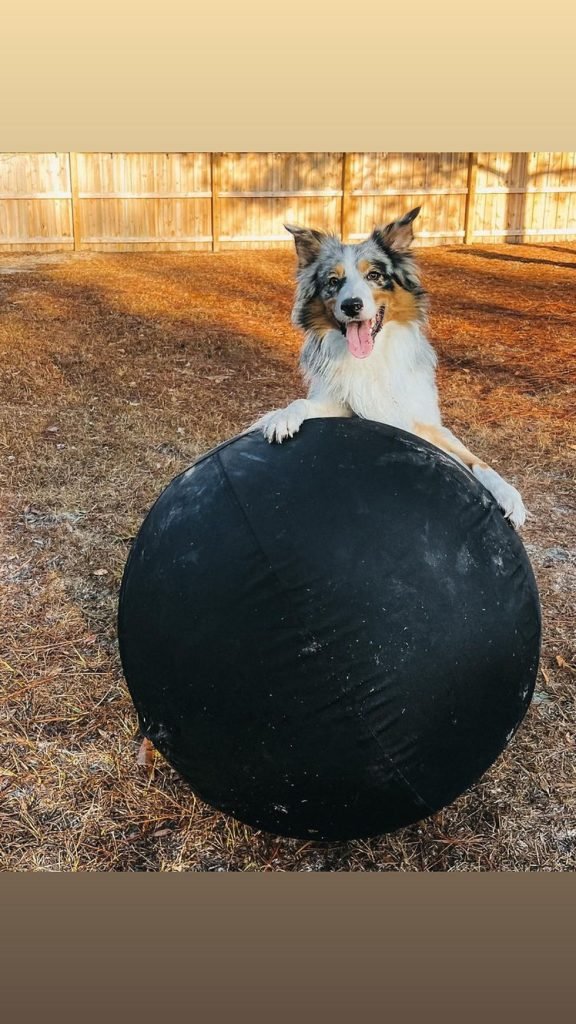 Activities for Herding Dogs: Engage and Energize