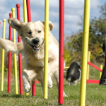 Activities With Dogs: Unleash Adventure & Fun