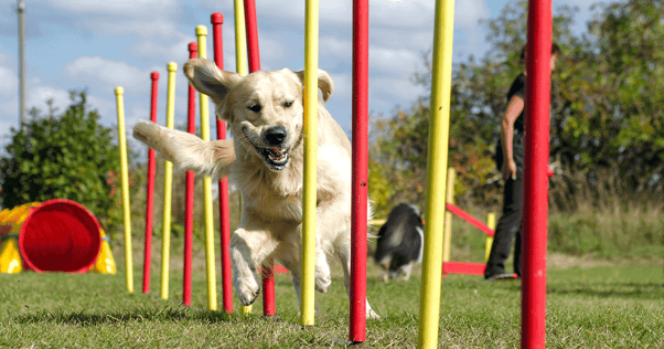 Activities With Dogs: Unleash Adventure & Fun