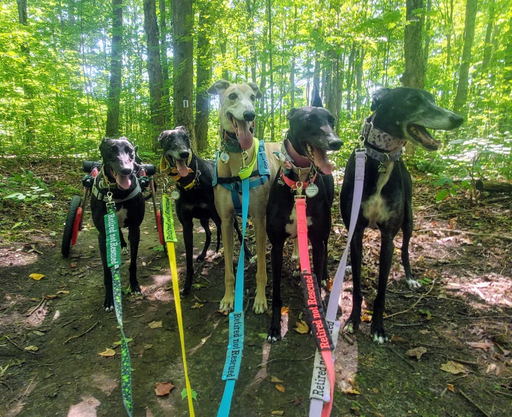 Adopt a Greyhound Dog: Discover Their Gentle Nature