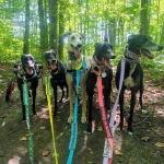 Adopt a Greyhound Dog: Discover Their Gentle Nature
