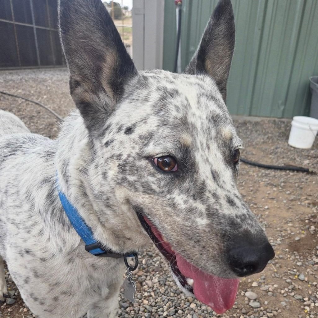 Adopt Australian Cattle Dog: Unleash a Loyal Companion 2025