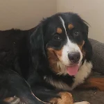 Adopt Bernese Mountain Dog: Your Loyal Family Companion