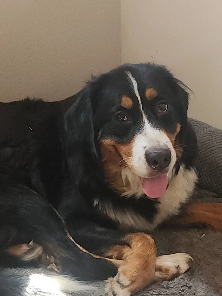Adopt Bernese Mountain Dog: Your Loyal Family Companion