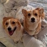 Adopt Corgi Dog: Discover Joyful Companionship