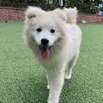Adopt Samoyed Dog: Discover Joyful Companionship 2025