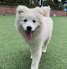 Adopt Samoyed Dog: Discover Joyful Companionship 2025
