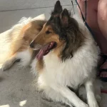 Adoptable Dog Sadie Ohio: Find Your Perfect Companion