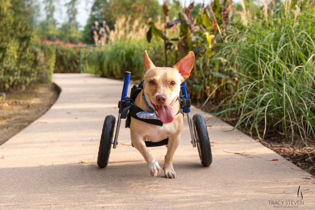 Adopting an Older Dog: Heartwarming Benefits Unveiled