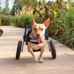 Adopting an Older Dog: Heartwarming Benefits Unveiled