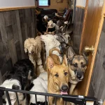 Adopting Special Needs Dogs: Transforming Lives Together