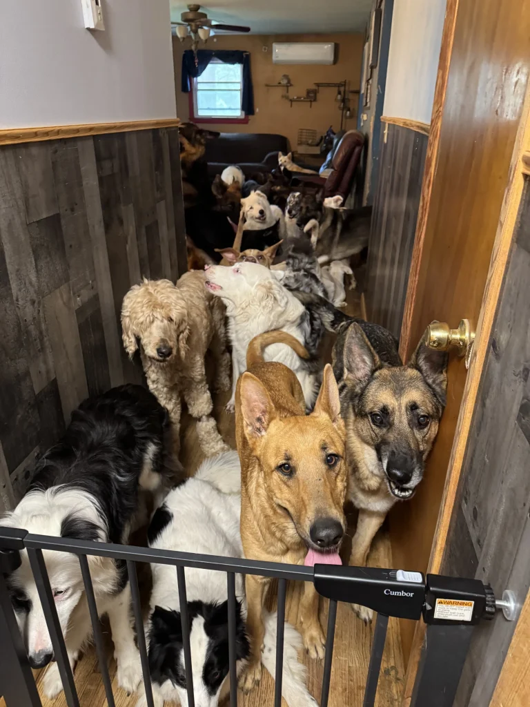 Adopting Special Needs Dogs: Transforming Lives Together