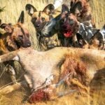 African Painted Dog Diet: Secrets to Their Survival