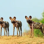African Wild Dog Diet: Secrets of the Savannah Hunters