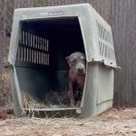 Aggressive Dog Rescue: Transforming Fear into Hope
