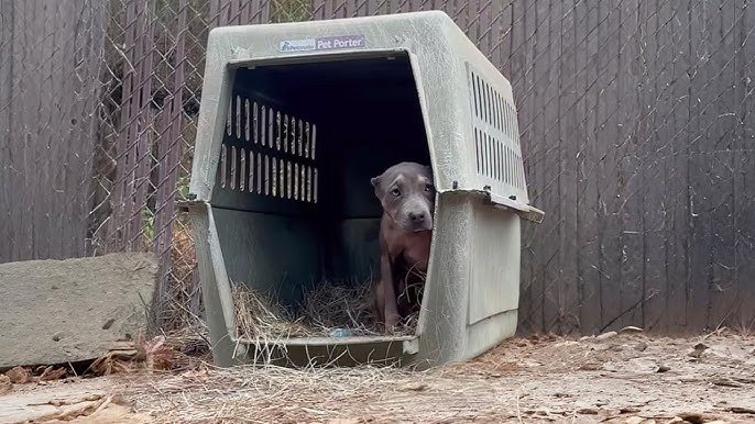 Aggressive Dog Rescue: Transforming Fear into Hope