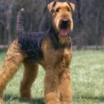 Airedale Terrier Dog Breeds: Loyal Companions Explained