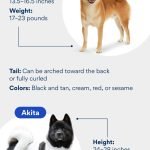 Akita Dog Health Problems: Essential Care Tips