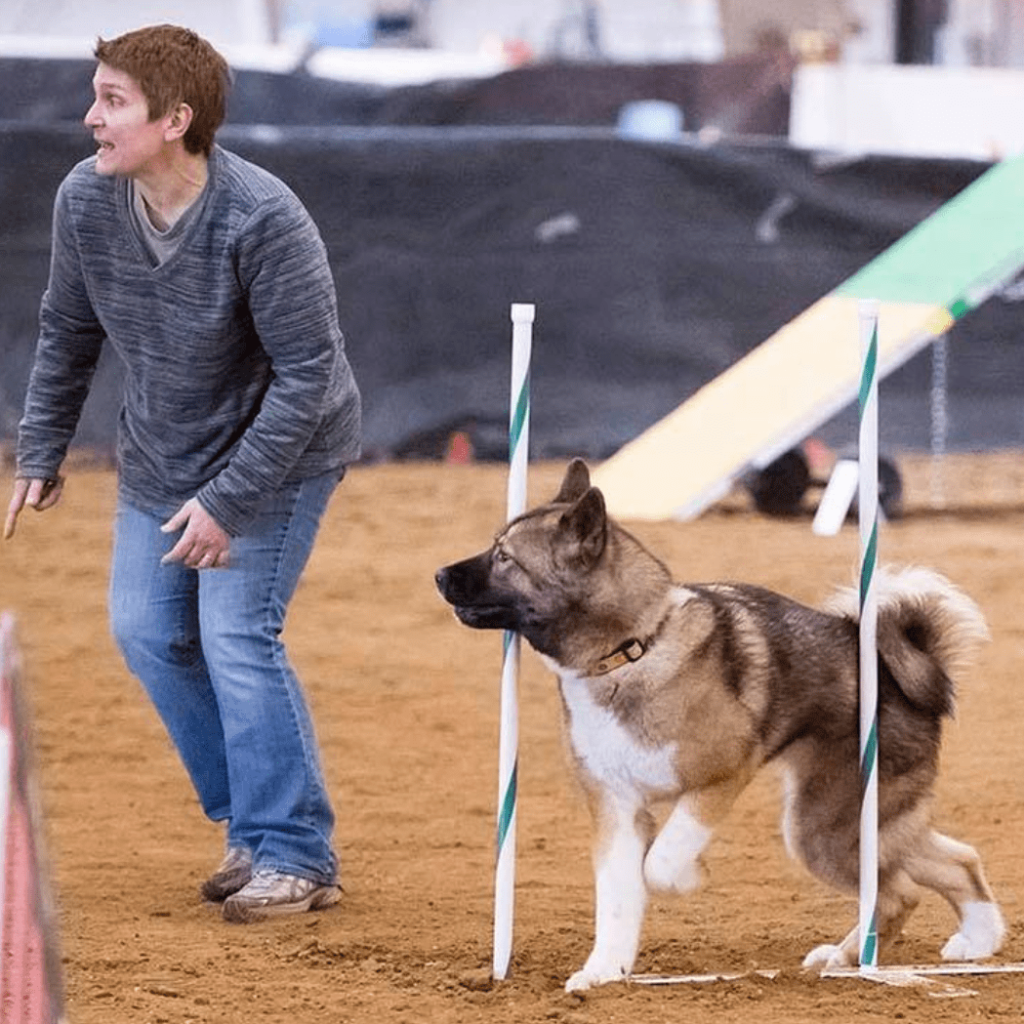 Akita Dog Training: Master Techniques for Success