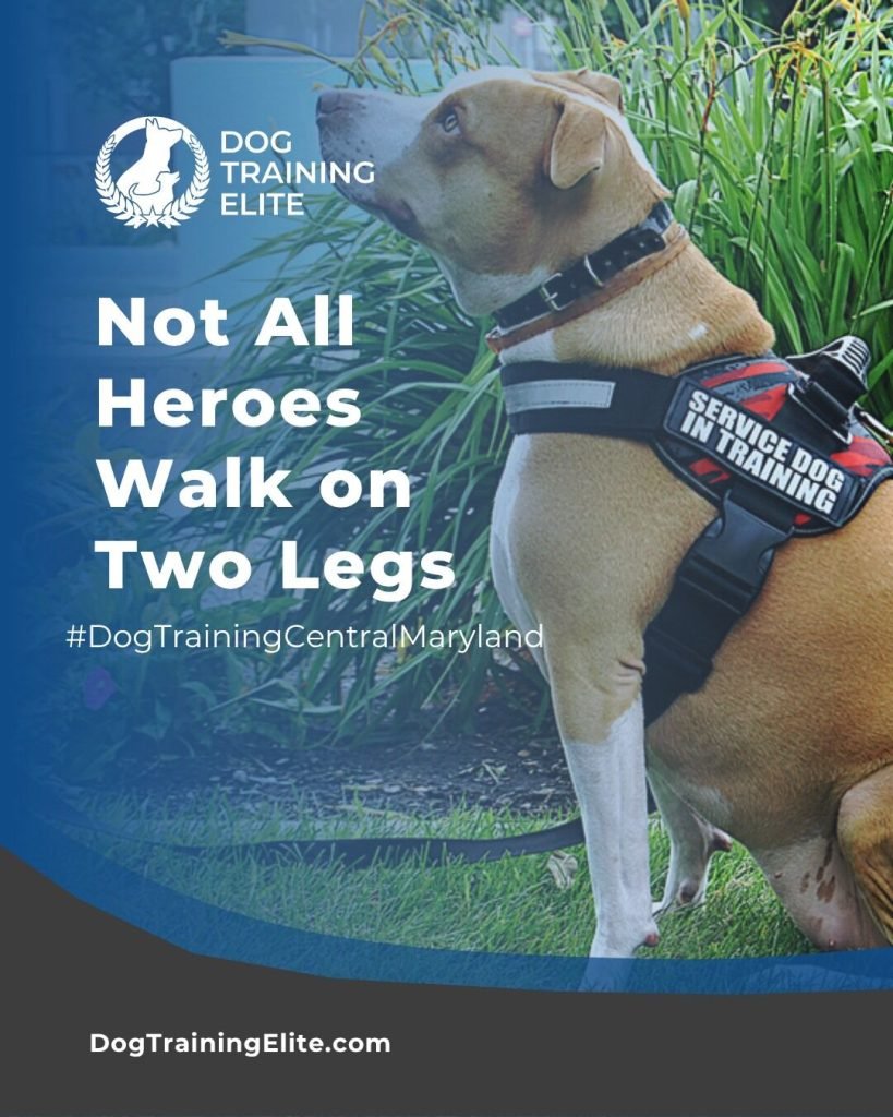 Anxiety Service Dog Training: Transform Lives Today