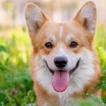 Are Corgis Active Dogs: Unleashing Their Energetic Nature