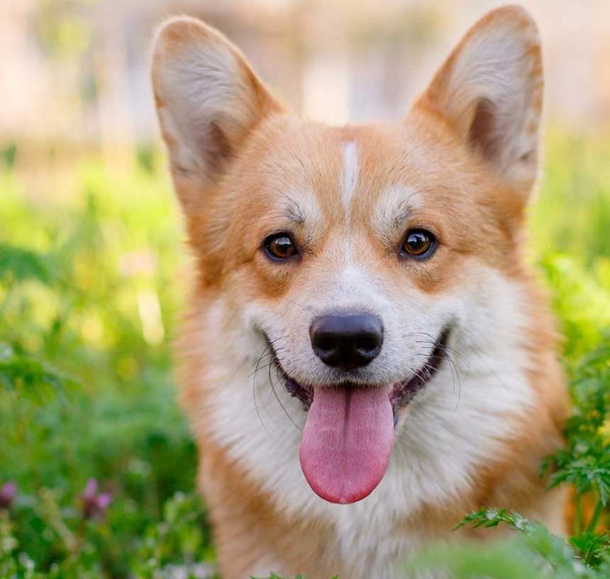 Are Corgis Active Dogs: Unleashing Their Energetic Nature