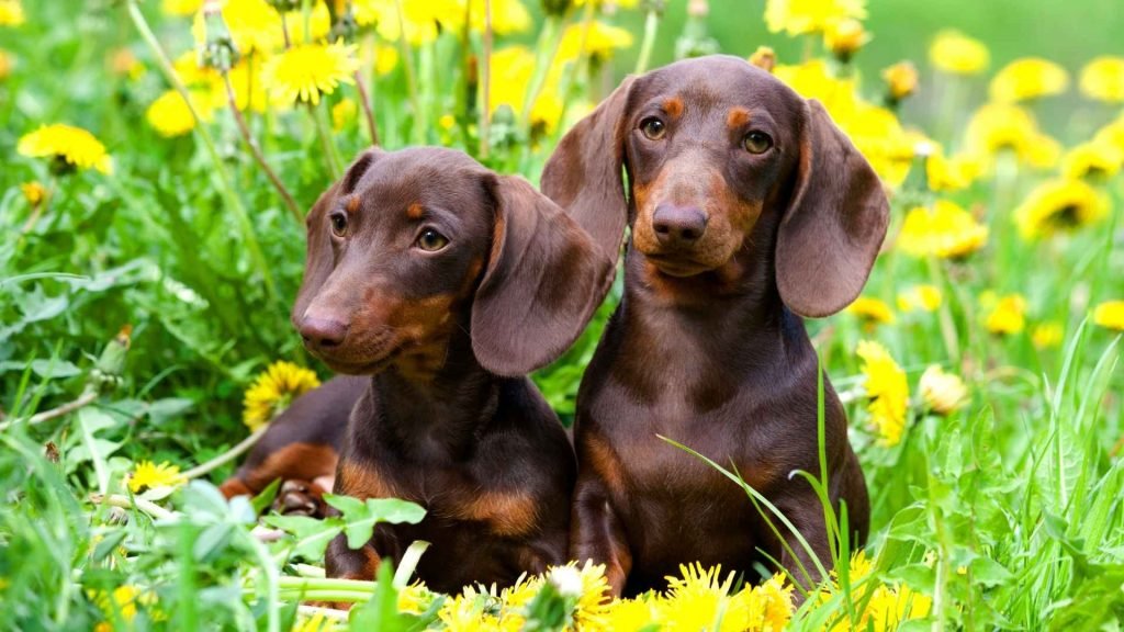 Are Dachshunds Active Dogs: Discover Their Energy Levels