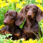 Are Dachshunds Active Dogs: Discover Their Energy Levels