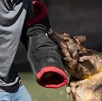 Attack Dog Training: Mastering Obedience Skills