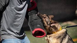 Attack Dog Training: Mastering Obedience Skills