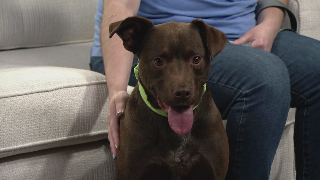 Attempted Dog Rescue Lake Erie Cleveland: Heroic Efforts