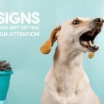 Attention Seeking Behaviour in Dogs: Uncovering the Causes