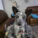 Australian Cattle Dog Rescue: Save a Life Today 2025