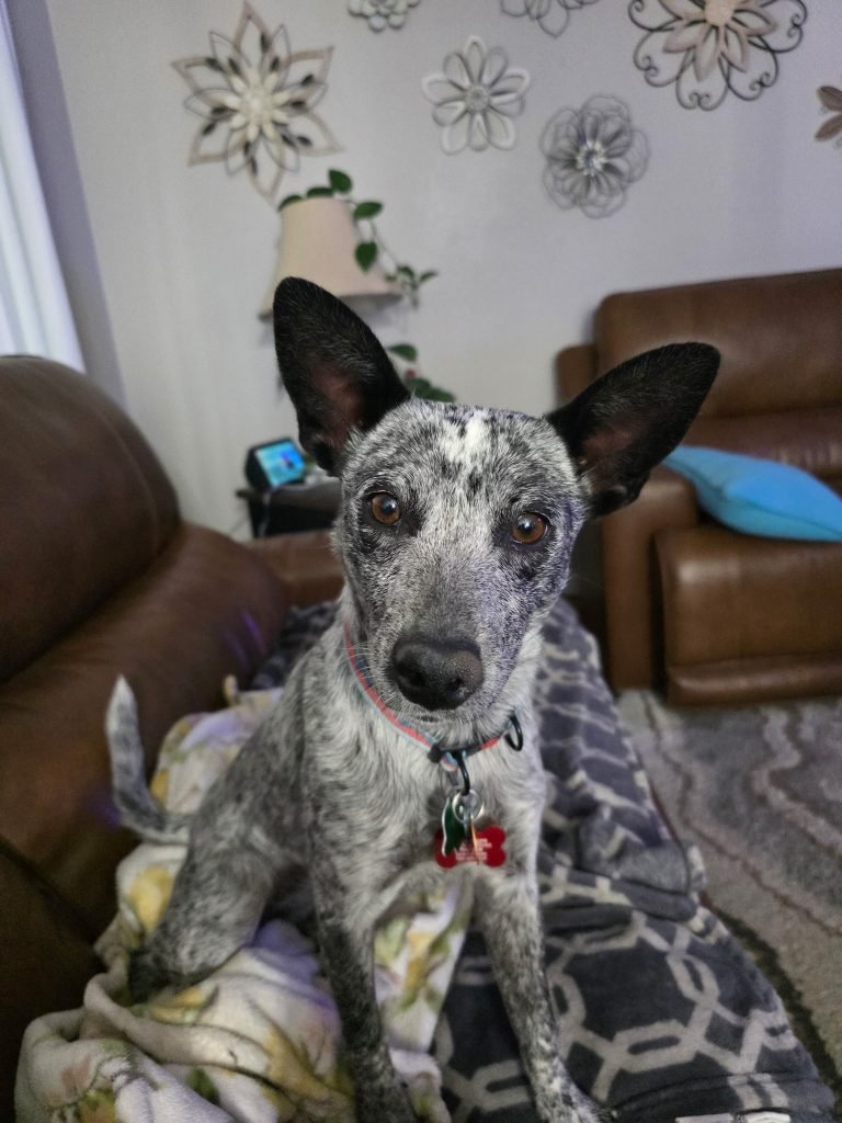 Australian Cattle Dog Rescue