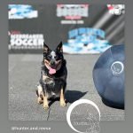 Australian Cattle Dog Training: Master Techniques Today