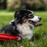 Australian Shepherd Dog Training: Tips for Success