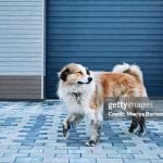 Bad Dog Grooming: Avoid These Common Mistakes