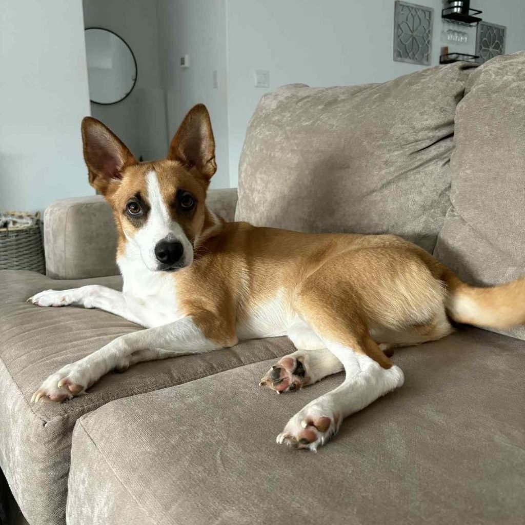 Basenji Dogs for Adoption: Discover Your Perfect Companion