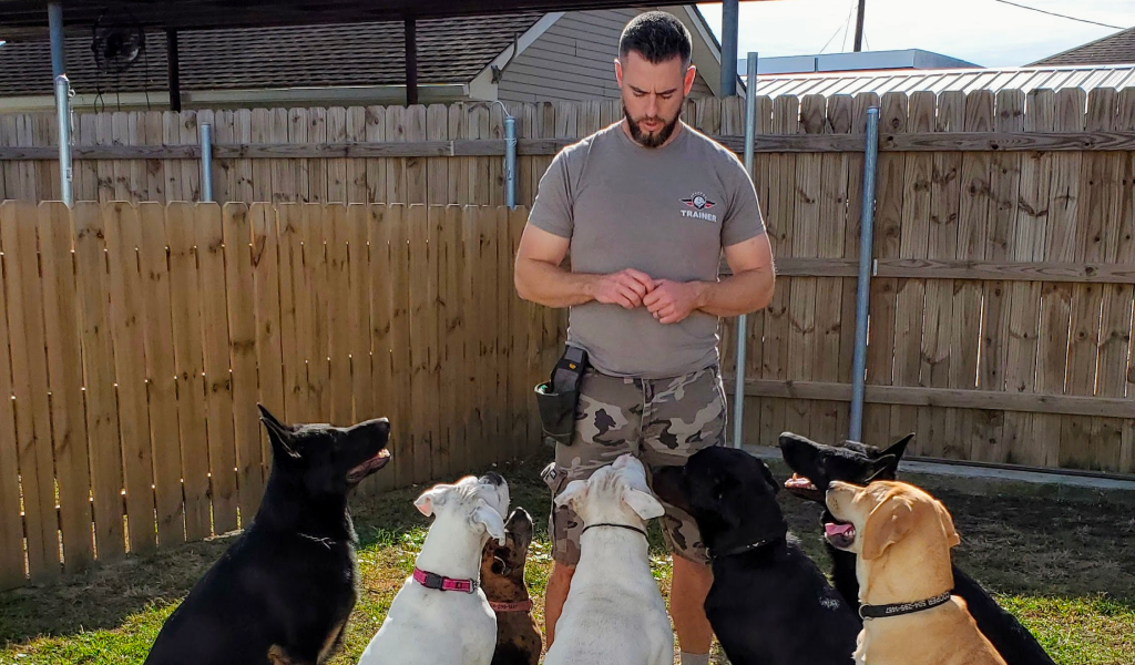 Basic Dog Obedience Training: Your Guide to Success