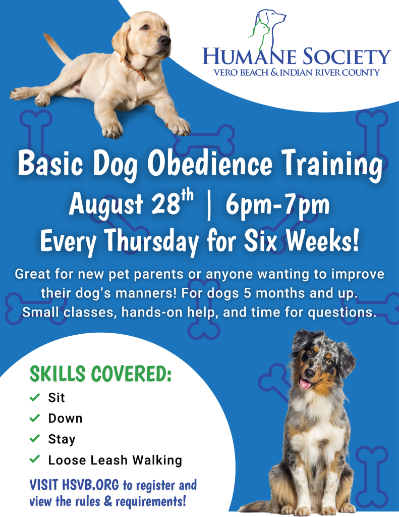 Basic Obedience Dog Training: Transform Your Pup Today